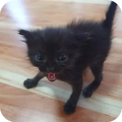 Sticker rSjufOD_by_achestickbot - 1