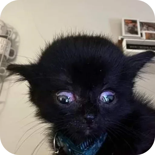 Sticker rSjufOD_by_achestickbot - 1