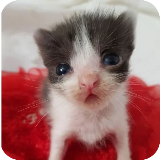 Sticker rSjufOD_by_achestickbot - 1