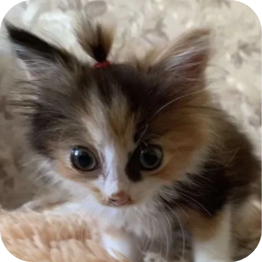 Sticker rSjufOD_by_achestickbot - 1