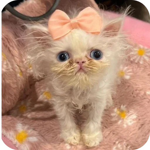 Sticker rSjufOD_by_achestickbot - 1