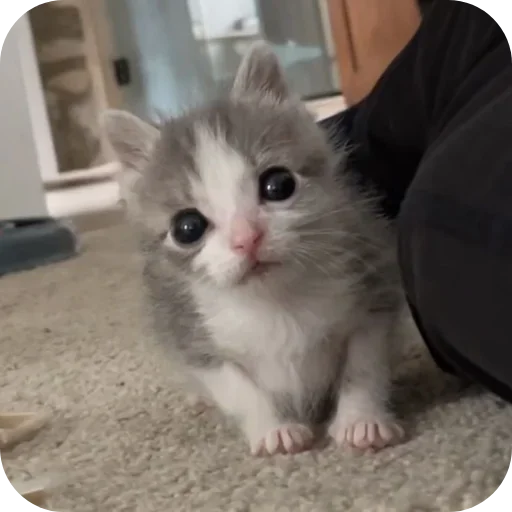 Sticker rSjufOD_by_achestickbot - 1