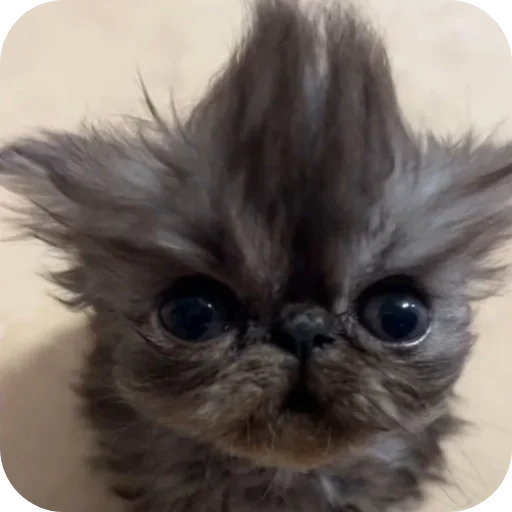 Sticker rSjufOD_by_achestickbot - 1