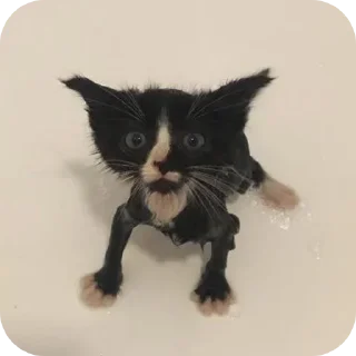 Sticker Больше стиков тут: @stikery4 - 10