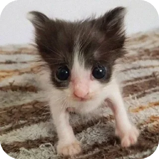 Sticker Больше стиков тут: @stikery4 - 7