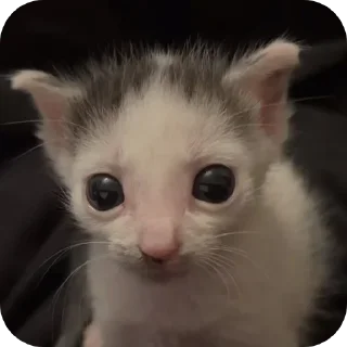 Sticker Больше стиков тут: @stikery4 - 4