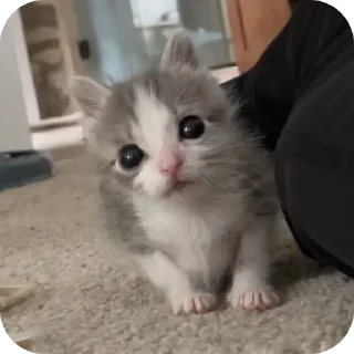 Sticker Больше стиков тут: @stikery4 - 1