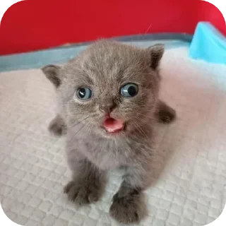 Sticker Больше стиков тут: @stikery4 - 8