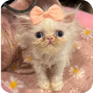 Sticker Больше стиков тут: @stikery4 - 2