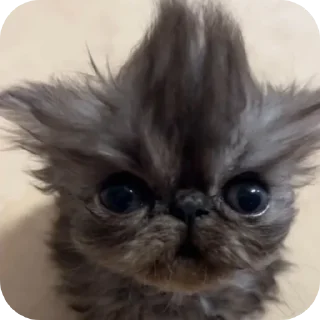 Sticker Больше стиков тут: @stikery4 - 0