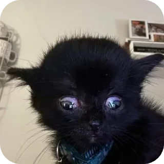 Sticker Больше стиков тут: @stikery4 - 11