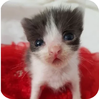 Sticker Больше стиков тут: @stikery4 - 5