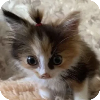 Sticker Больше стиков тут: @stikery4 - 3