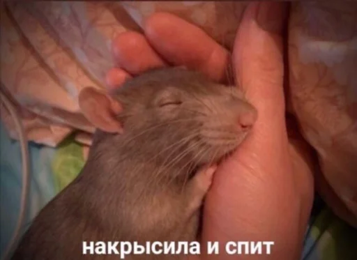 🐀rat🐀 - млекопитающее