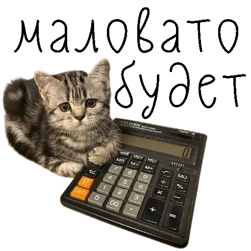 кошка СМС животное