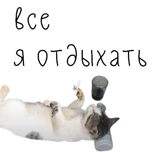 СМС животное кошка