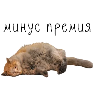 Sticker коты ишачат на заводе - 0
