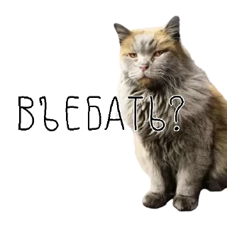 Sticker коты ишачат на заводе - 10