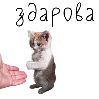Sticker коты ишачат на заводе - 7