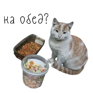Sticker коты ишачат на заводе - 8