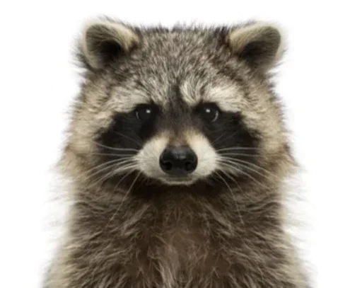 Логово енотов - 