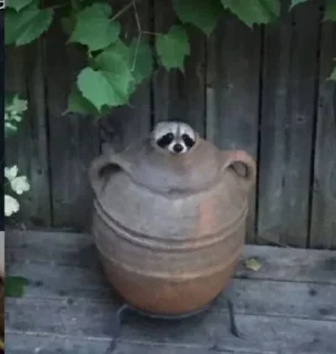 Sticker Логово енотов - 0