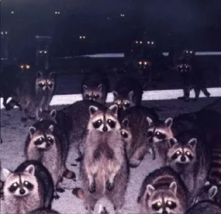 Sticker Логово енотов - 9