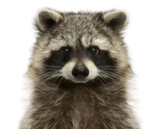 Sticker Логово енотов - 5