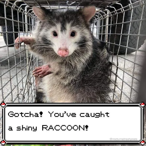 Sticker raccoon_by_HitchhikersBot - 1