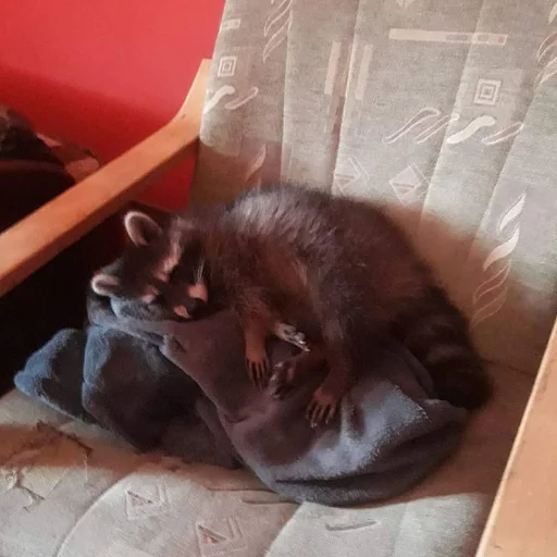 Sticker raccoon_by_HitchhikersBot - 1