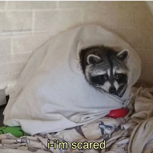 Стикер raccoon_by_HitchhikersBot - 1