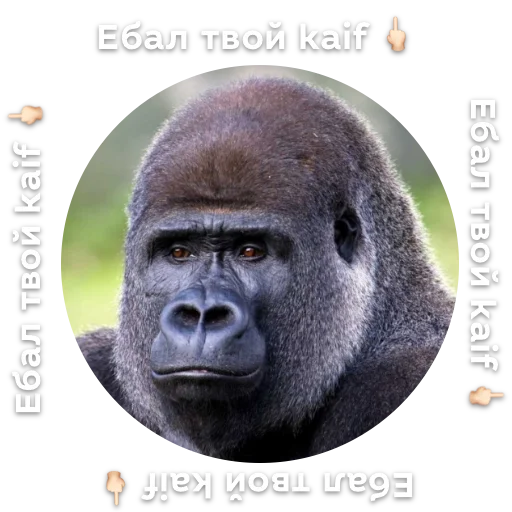 Стикер @race_news - 10