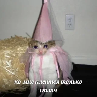 кошка комнатный шляпа