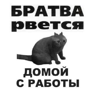 СМС кошка млекопитающее