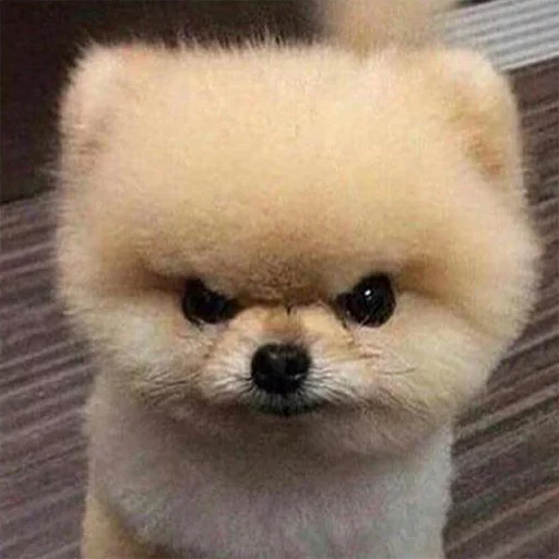 животное млекопитающее домашнее животное