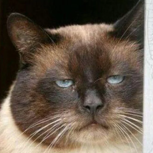 животное млекопитающее кошка