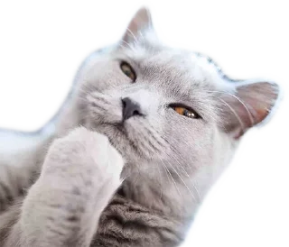 Стикер @EricKotato's random pack - 8