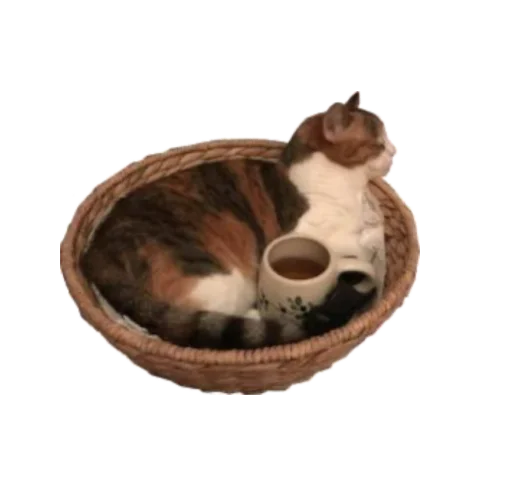 cat animal tableware