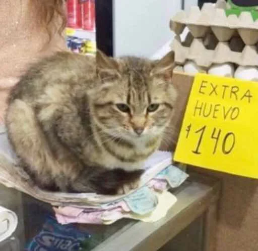 text small to medium-sized cats animal