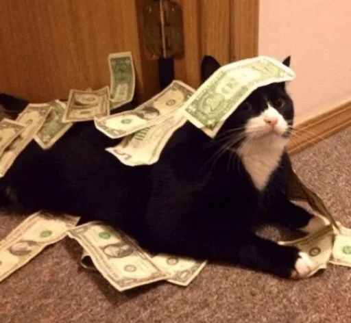 indoor small to medium-sized cats felidae