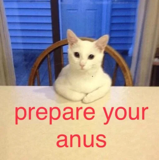 small to medium-sized cats domestic cat felidae