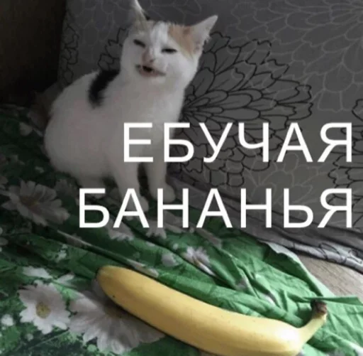 кошка кошки малого и среднего размера СМС