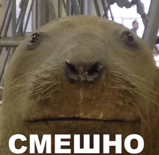 animal mammal marine mammal