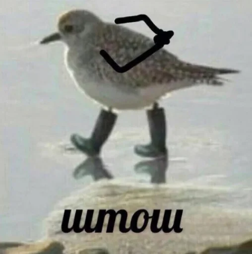 bird aquatic bird animal