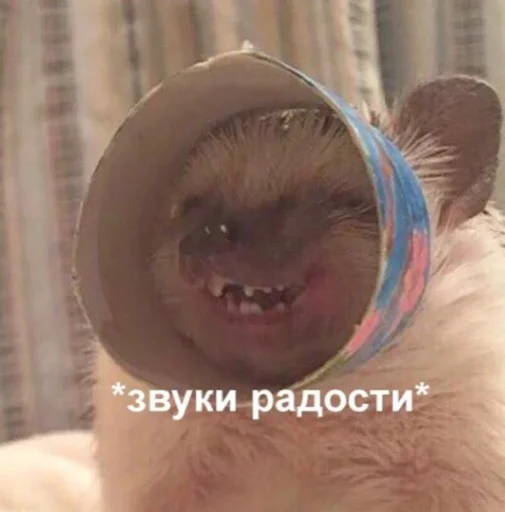 mammal animal indoor