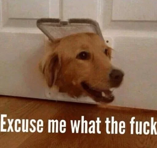 animal dog breed pet