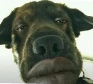 Sticker ранд щіт by @dedunrawiza - 9