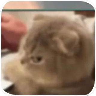 Стикер ...............раоопид - 6