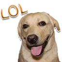 Sticker rapdog66 - 1