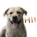 Sticker rapdog66 - 0